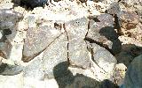 Rock Drawings