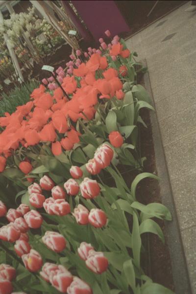 Holland