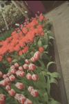 Holland