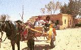 Saqqara horse & us