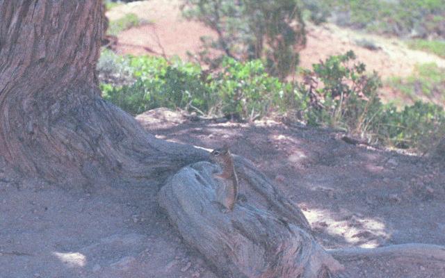Brice Canyon
