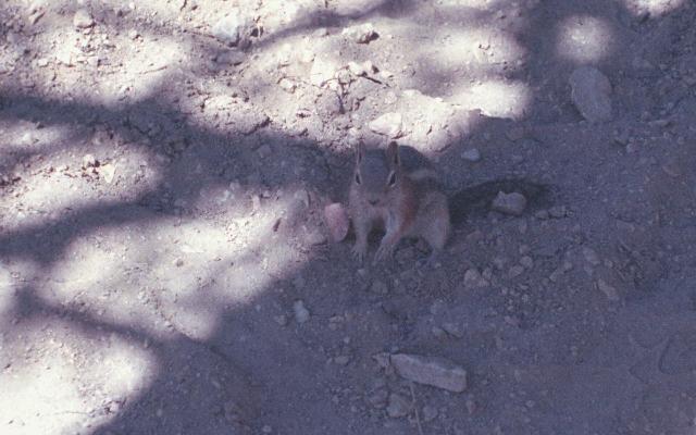 Brice Canyon